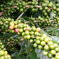 Image of Green Coffee Beans are rich in an acid called Chlorogenic 50%. Known to help burn fat and increase metabolism for increased fat burning. This powerful bean is full of antioxidants and natures bounty.
